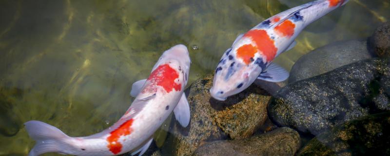 鱼池水发浑怎么办