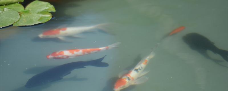 锦鲤怎样喂食怎样换水(锦鲤如何喂食)