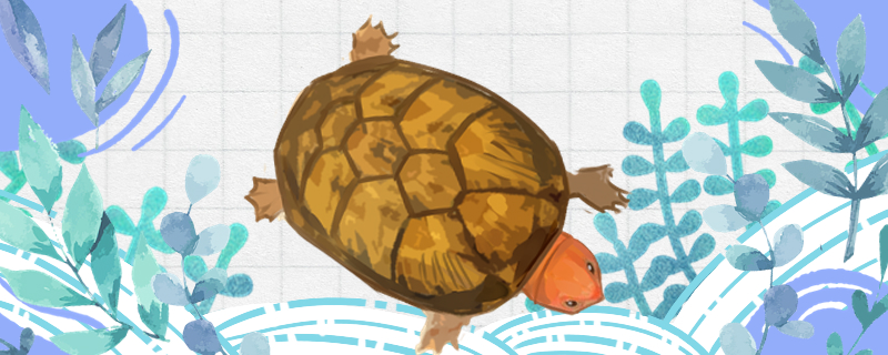 红面蛋龟是深水龟还是浅水龟