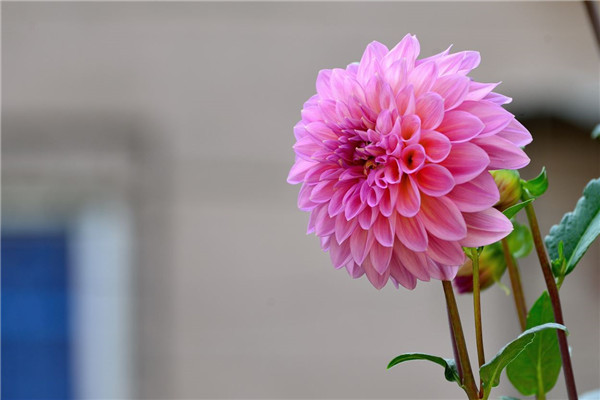 夏天越热越晒,这些花开的越好(七代天籁档把后面小按钮)