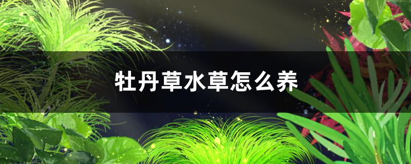 牡丹草水草好养吗怎么养(牡丹草水草好养吗怎么养护)