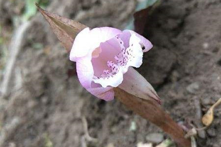 独叶兰开花图片