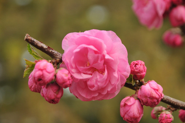 榆叶梅蛀干害虫