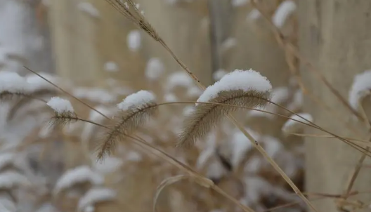 小雪节气天气冷吗