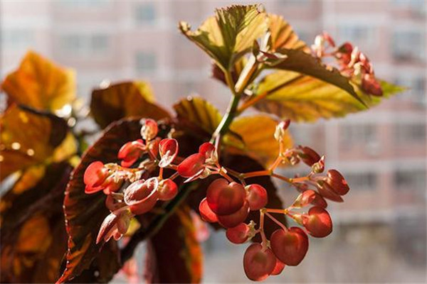 竹节海棠怎么施肥(竹节海棠怎么施肥最好)