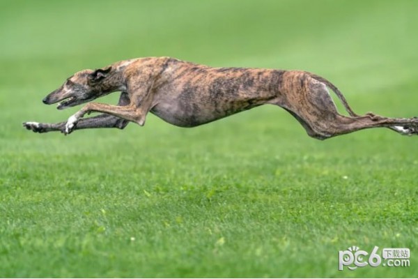 最强的十种猎犬推荐爱狗人士的福利