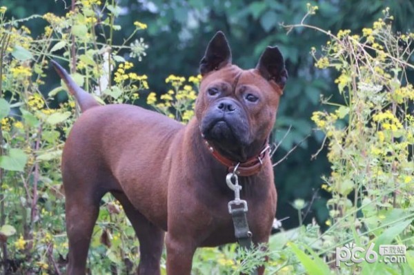 最强的十种猎犬推荐爱狗人士的福利