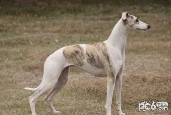 最强的十种猎犬推荐爱狗人士的福利