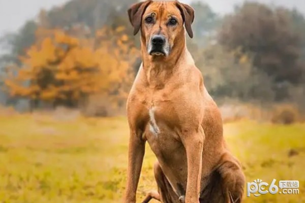 最强的十种猎犬推荐爱狗人士的福利