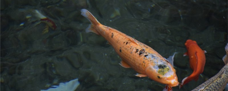 鱼缸里的水浑浊怎么办缸水浑浊有哪些解决办法(鱼缸水浑浊有什么办法)