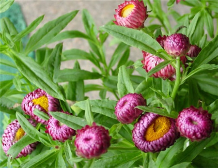 麦秆菊鲜花花期多长时间