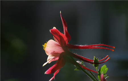 耧斗菜一年开几次花