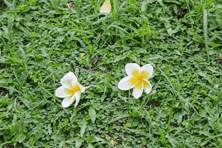 玉兰花和鸡蛋花的区别图片