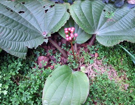 虎颜花常见病害及防治方法(虎颜花常见病害及防治方法视频)