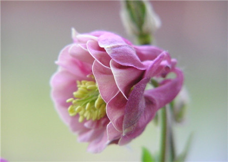 耧斗菜什么时候开花(耧斗菜一年开几次花)