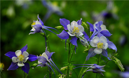 耧斗菜一年开几次花