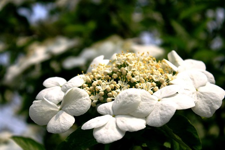 琼花什么样