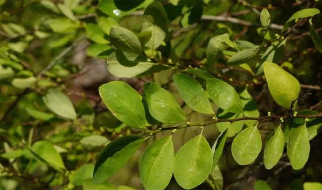 古柯是一种常绿灌木植物叶子中含有生物碱是什么