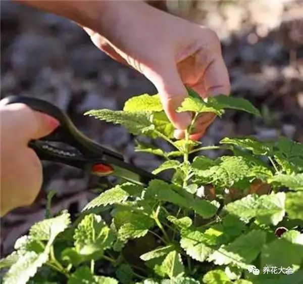 绿萝吊兰怎么种植