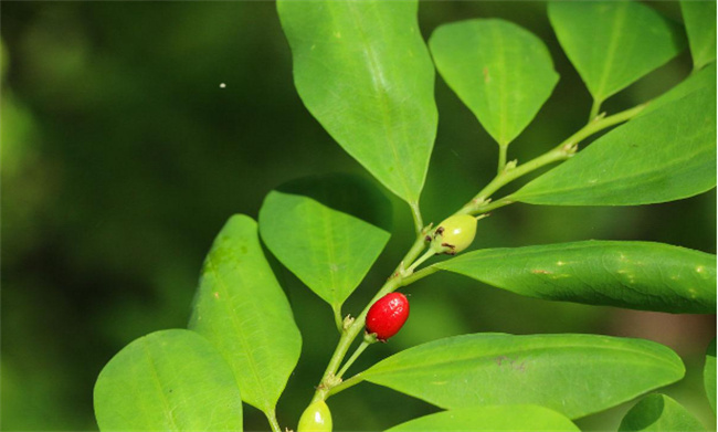 古柯是一种常绿灌木植物叶子中含有生物碱是什么