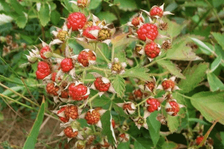 茅莓图片与功效