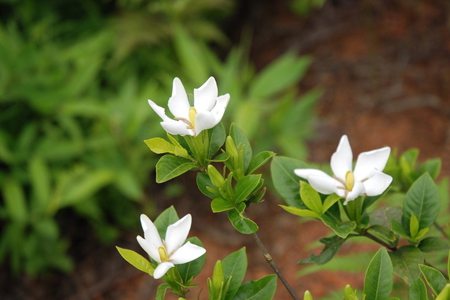 栀子花有哪些品种的花