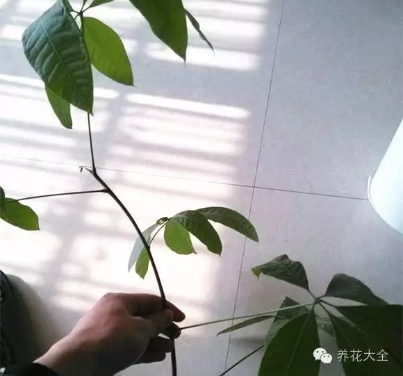 绿萝吊兰怎么种植