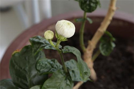 虎头茉莉几年苗才开花呢