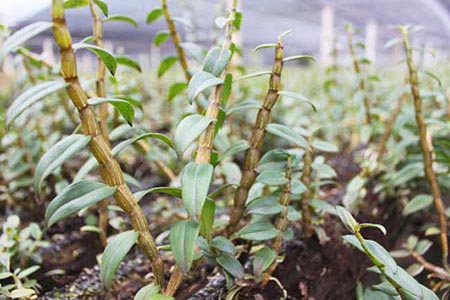 石斛家庭种植扦插视频