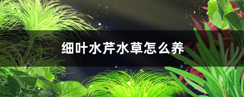 细叶水芹水草好养吗怎么养(细叶芹菜)