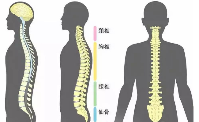 ​长时间坐姿对脊椎健康有什么影响脊椎健康保护措施有什么(油酸酒精溶液长时间放置对实验的影响)