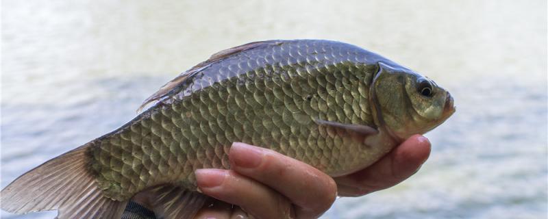 野钓鲫鱼用什么样的鱼钩