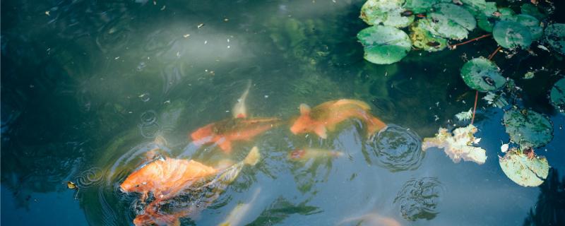 大蒜泡鱼食能治肠炎吗鱼为什么会得肠炎(大蒜水泡鱼食治肠炎吗)