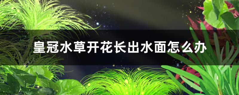 皇冠水草开花长出水面怎么办要剪掉吗(皇冠水草叶子发黄怎么办)