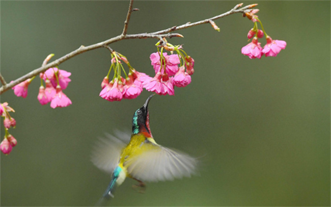 鸟语花香口吐芬芳什么意思