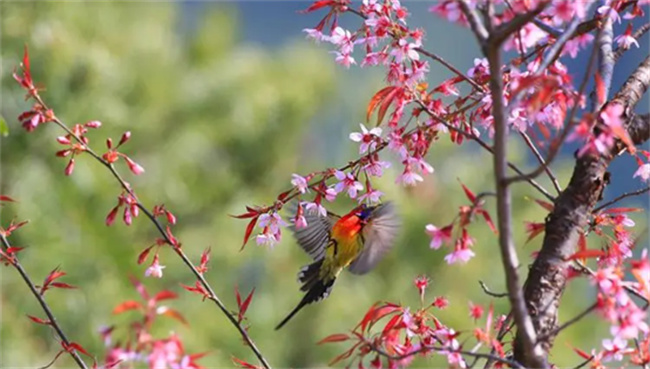 鸟语花香口吐芬芳什么意思