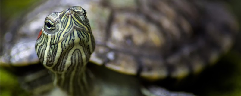 巴西红耳龟是深水龟吗水深多少合适(巴西红耳龟水养还是旱养)
