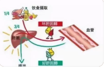 甘油三酯高是什么原因