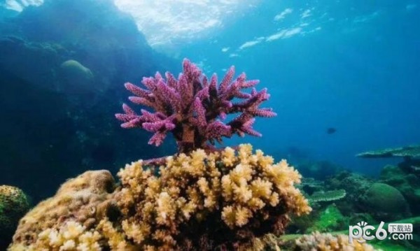 2023神奇海洋6月1日答案 人们将生长在不同海域位置的珊瑚分为浅海珊瑚和