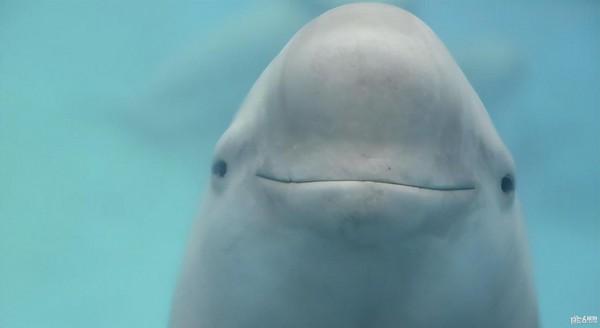 2023神奇海洋6月17日答案 唯一生活在淡水里的江豚是