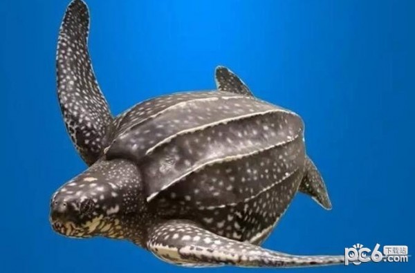 2023神奇海洋6月20日答案 世界上最大的海龟是