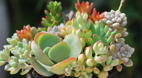 多肉植物夏天怎么养护（多肉植物夏天怎么养护要施肥吗）