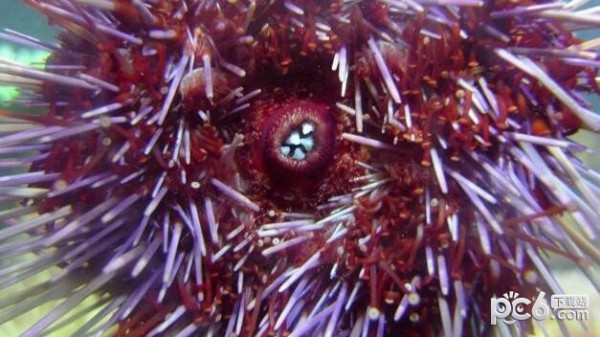 2023神奇海洋7月31日答案 以下哪种动物拥有一口锋利的牙齿
