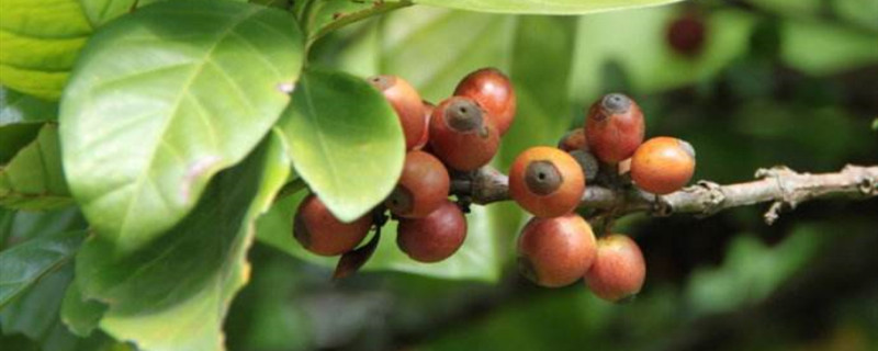 咖啡树种植和注意事项(咖啡树种植和注意事项图片)