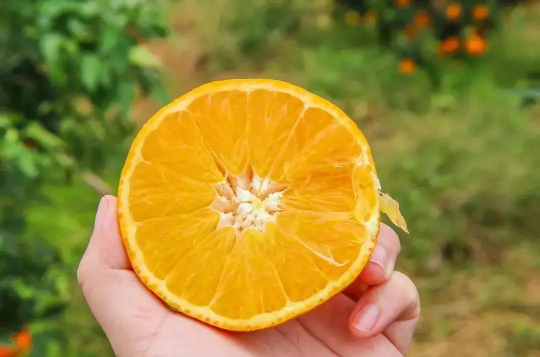 盐蒸橙子用什么橙子效果好盐蒸橙子用的是哪一种橙子(盐蒸橙子什么橙子都可以吗)