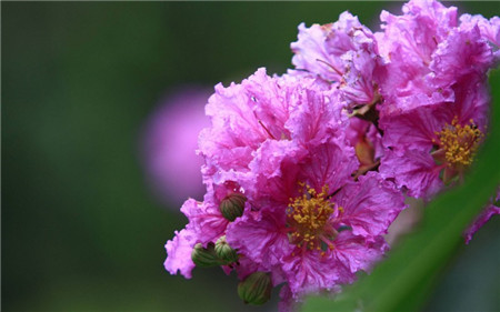 紫薇花的观赏作用有哪些