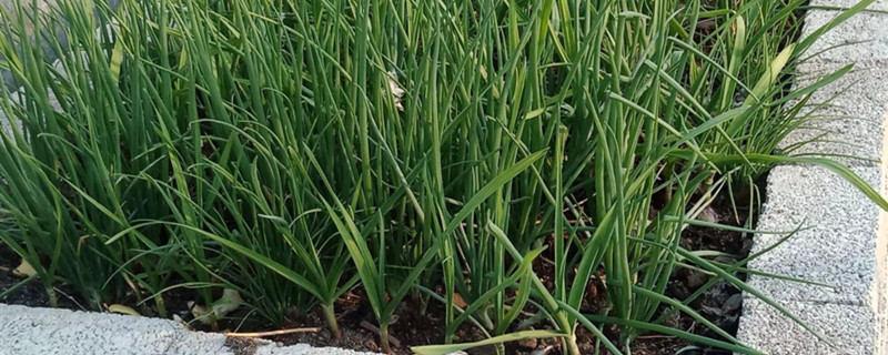 大蒜种植时间和方法大蒜怎么种(大蒜种植方法及注意事项)