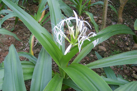 文殊兰从种植到开花需要几年