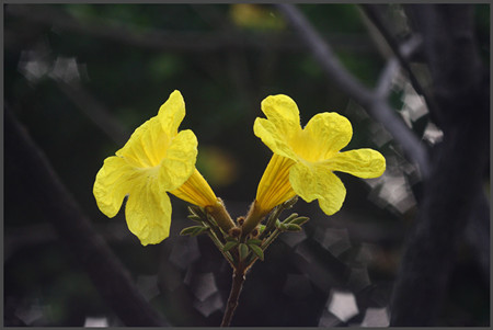 黄花风铃木养护方法