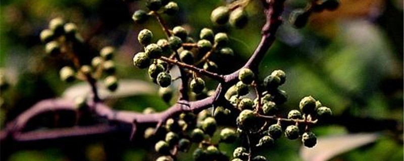 胡椒树的种植方法和技术